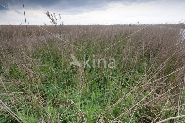 Polder Westzaan