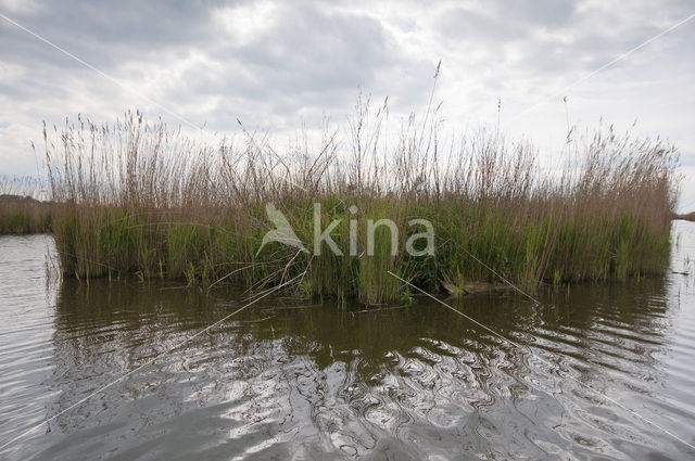 Polder Westzaan