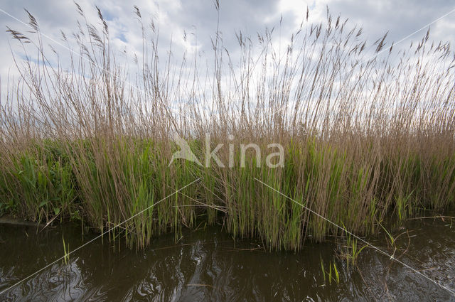 Polder Westzaan