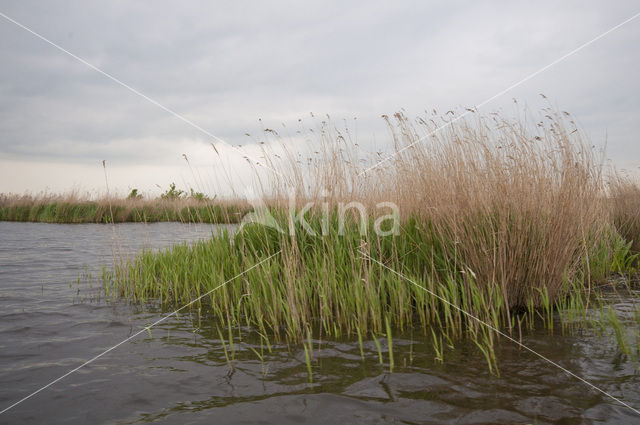 Polder Westzaan