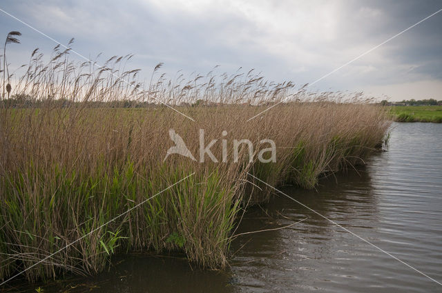 Polder Westzaan