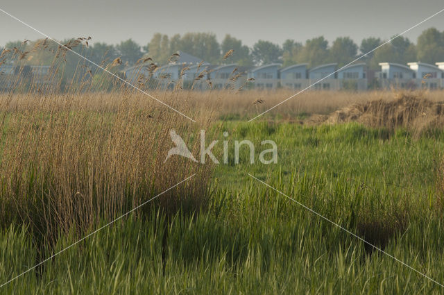 Polder Westzaan