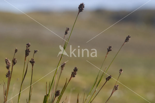 Ravenzwarte zegge (Carex saxatilis)