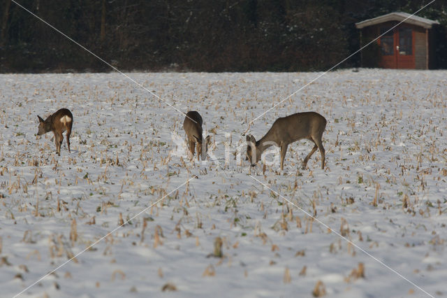 Ree (Capreolus capreolus)