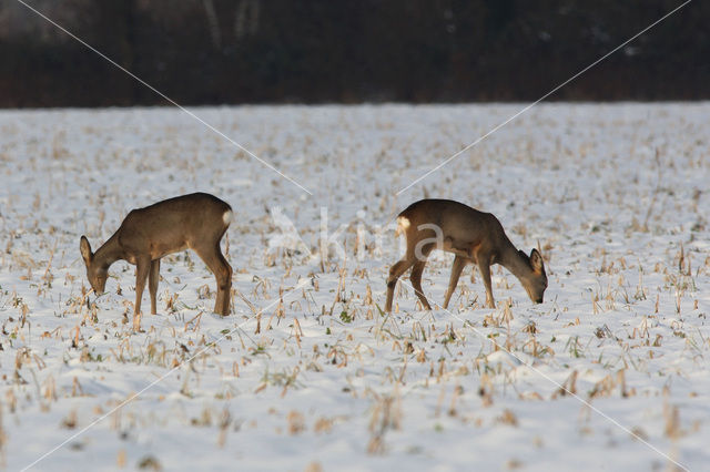 Ree (Capreolus capreolus)