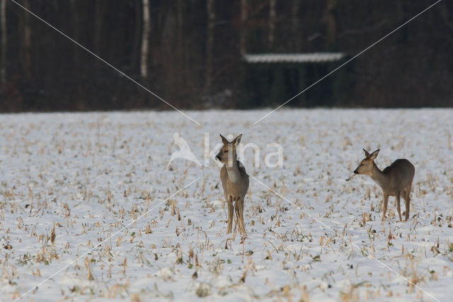 Ree (Capreolus capreolus)