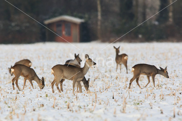 Ree (Capreolus capreolus)