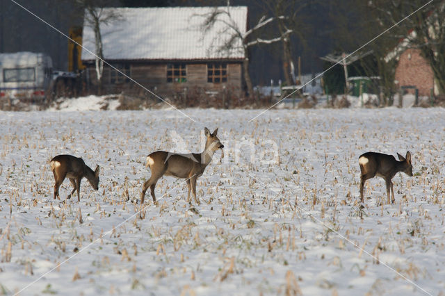 Ree (Capreolus capreolus)