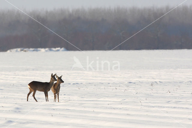 Ree (Capreolus capreolus)