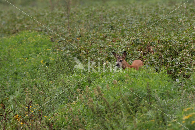 Ree (Capreolus capreolus)