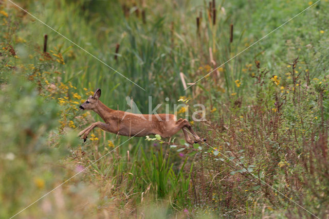 Ree (Capreolus capreolus)