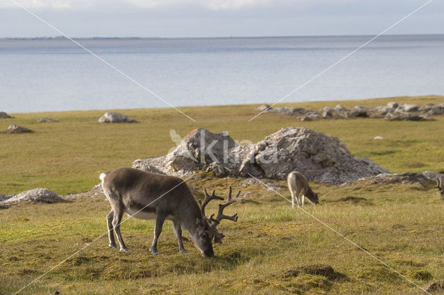 Rendier (Rangifer tarandus)