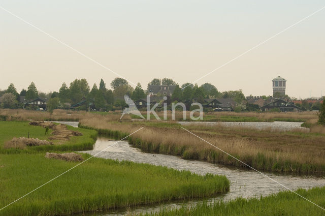 Riet (Phragmites australis)