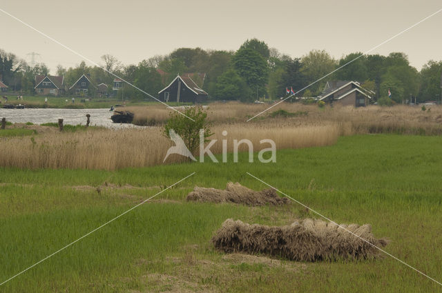 Riet (Phragmites australis)