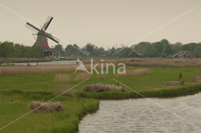 Riet (Phragmites australis)