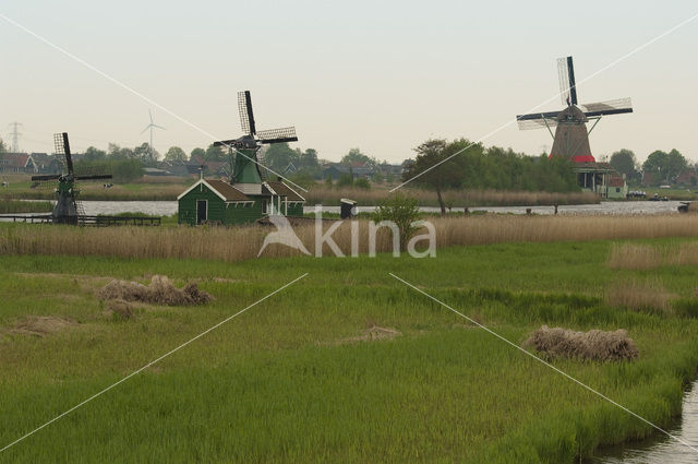 Riet (Phragmites australis)