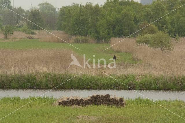 Riet (Phragmites australis)