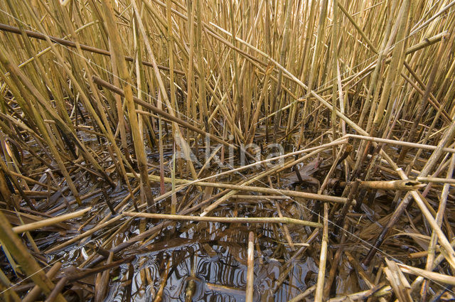 Riet (Phragmites australis)