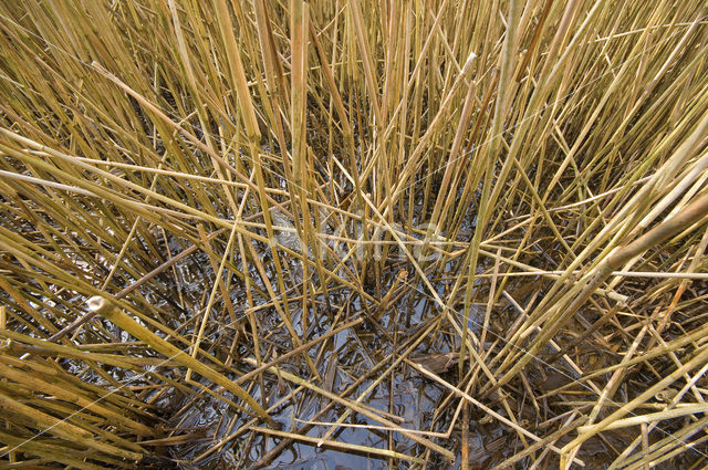 Riet (Phragmites australis)