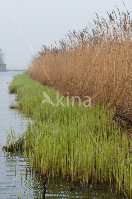 Riet (Phragmites australis)