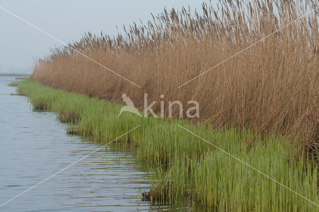 Riet (Phragmites australis)