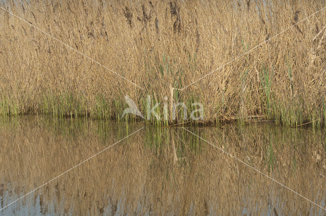 Riet (Phragmites australis)