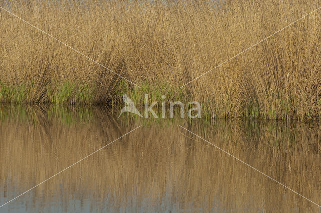 Riet (Phragmites australis)