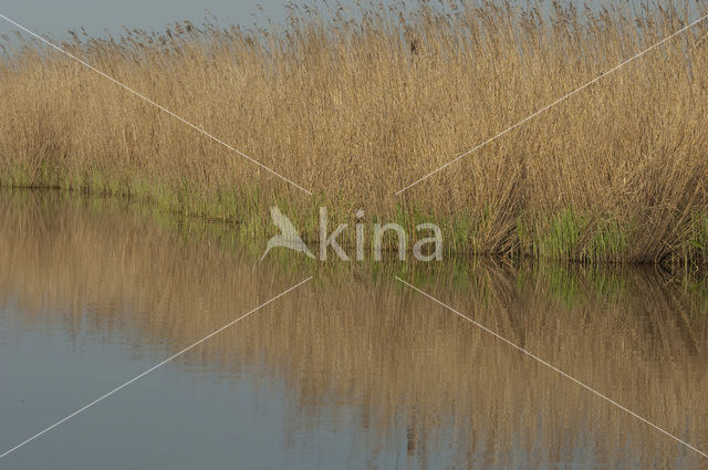 Riet (Phragmites australis)