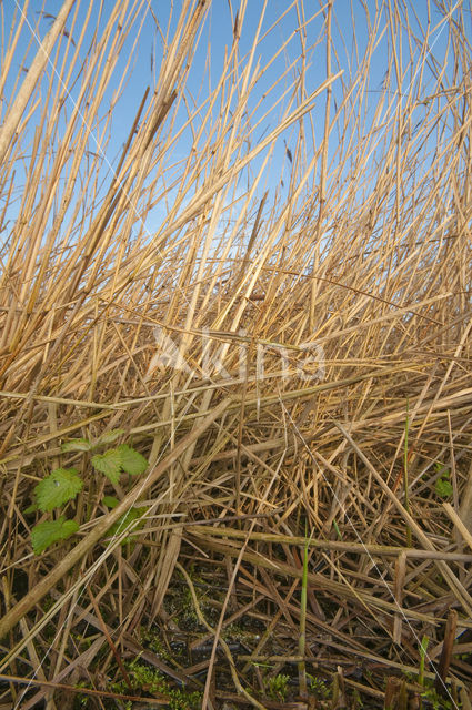 Riet (Phragmites australis)