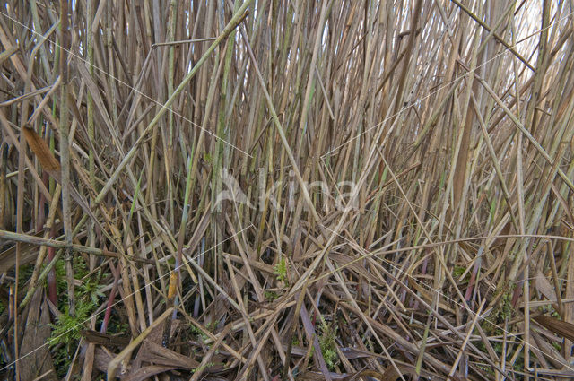 Riet (Phragmites australis)