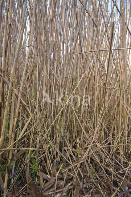 Riet (Phragmites australis)