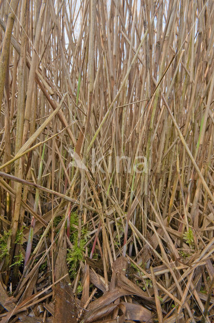 Riet (Phragmites australis)