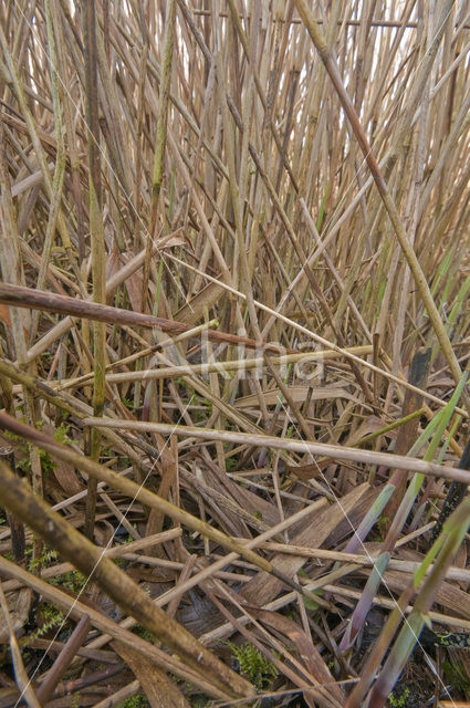 Riet (Phragmites australis)