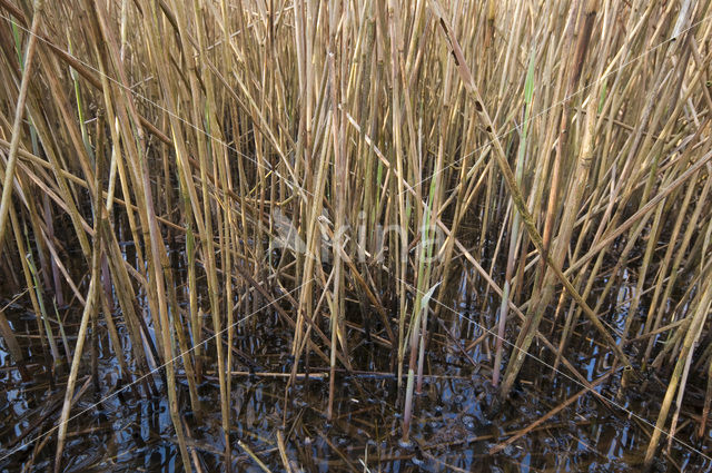 Riet (Phragmites australis)