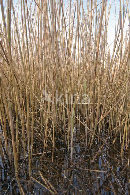 Riet (Phragmites australis)