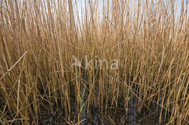 Riet (Phragmites australis)