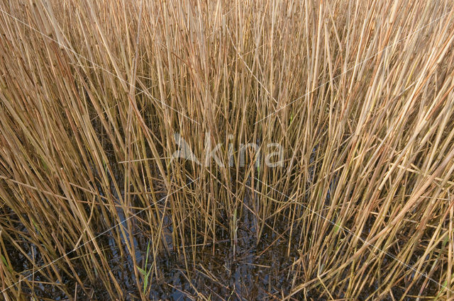 Riet (Phragmites australis)