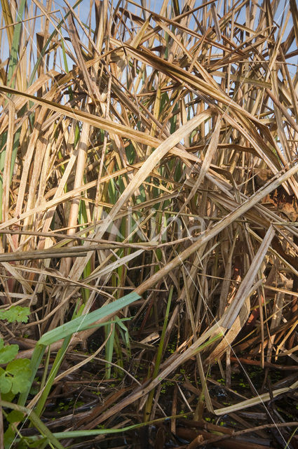 Riet (Phragmites australis)