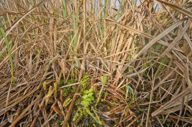 Riet (Phragmites australis)