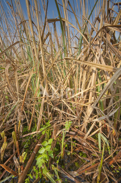 Riet (Phragmites australis)