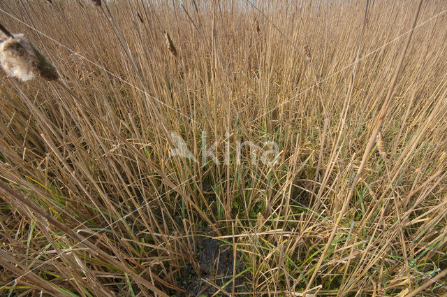 Riet (Phragmites australis)