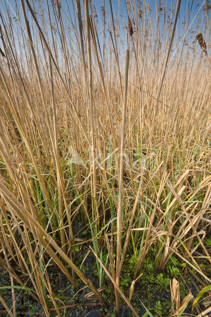 Riet (Phragmites australis)