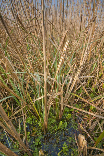 Riet (Phragmites australis)