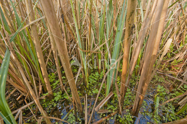 Riet (Phragmites australis)