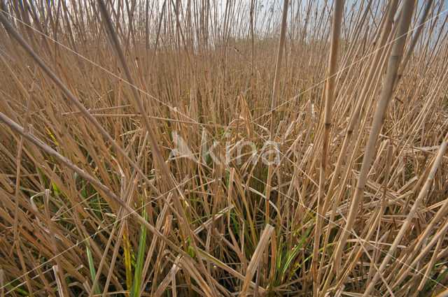 Riet (Phragmites australis)