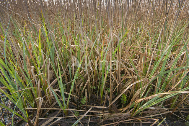 Riet (Phragmites australis)