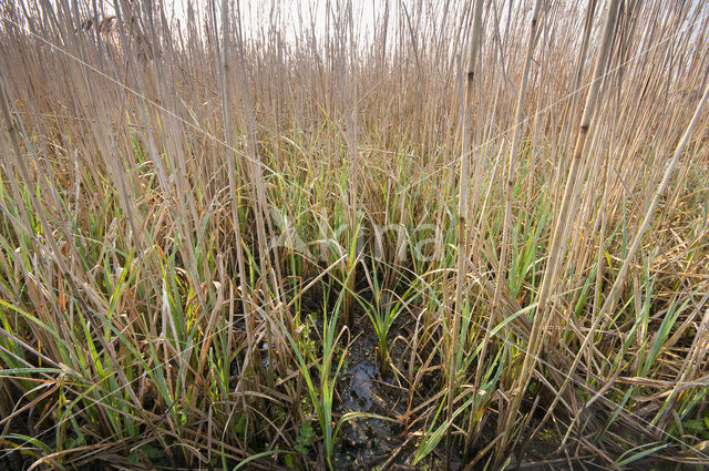 Riet (Phragmites australis)