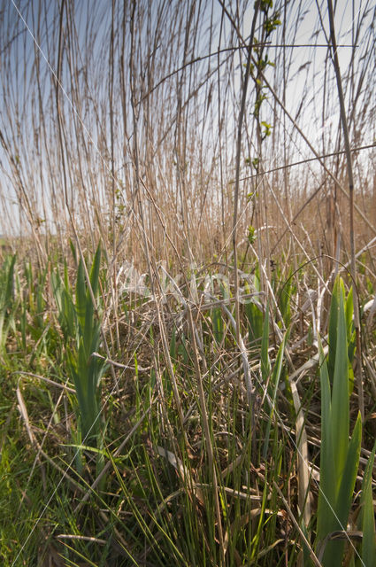 Riet (Phragmites australis)