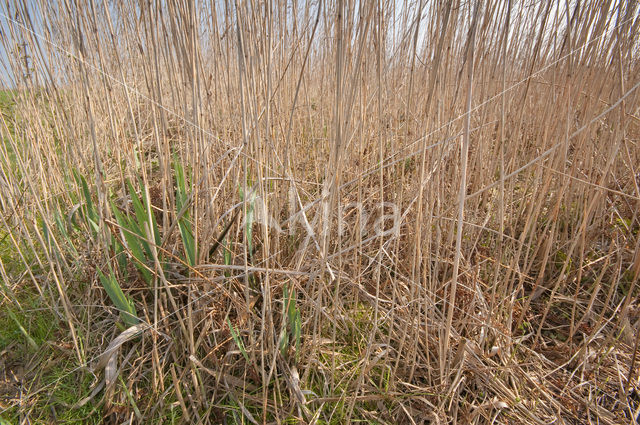 Riet (Phragmites australis)