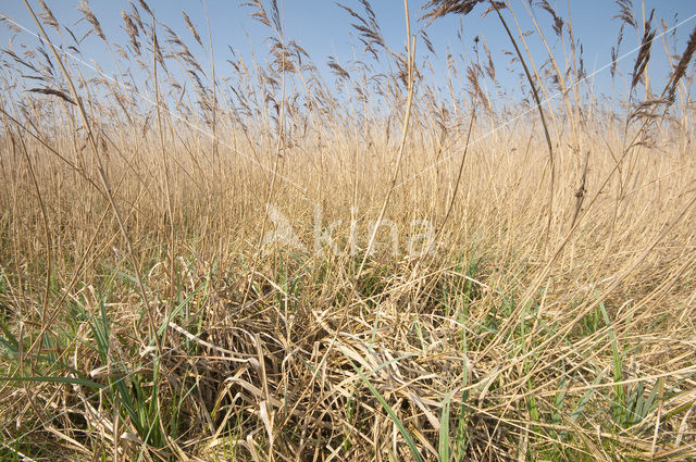 Riet (Phragmites australis)